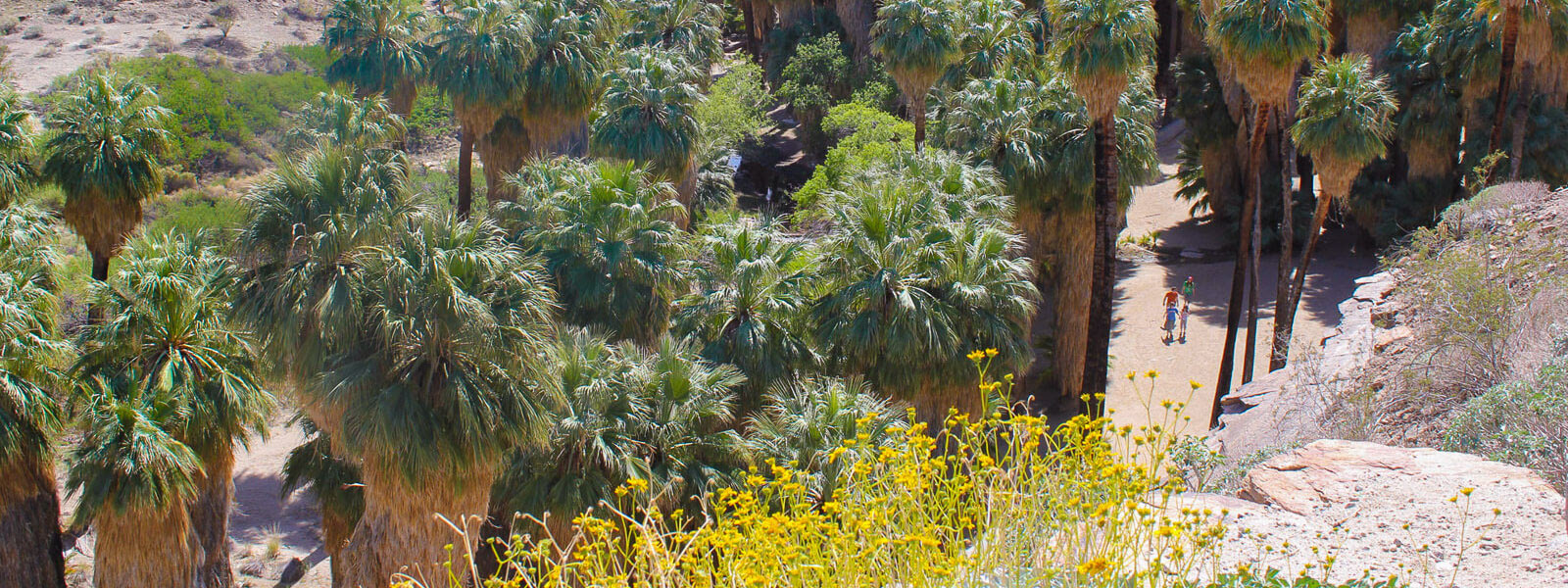 Hiking Indian Canyons In Palm Springs Adventure Tales