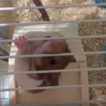 上級者向け 自然に近いハムスターの土飼育の方法 ラブハムスター