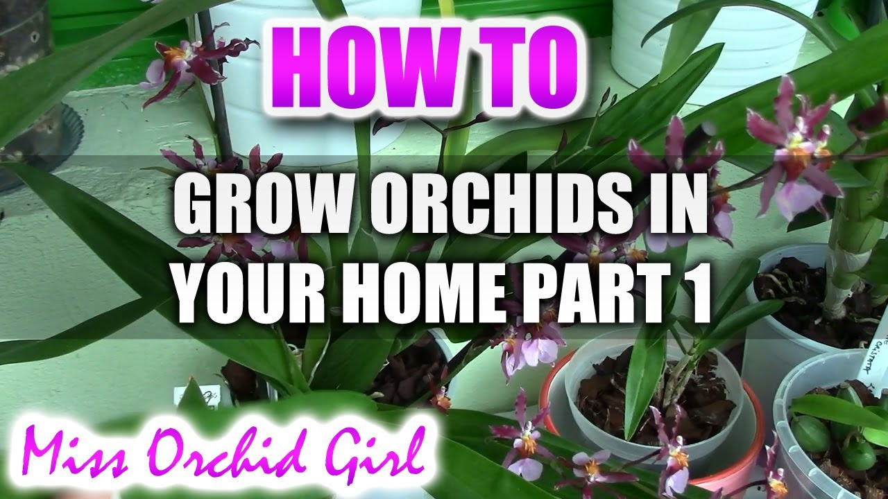 How to grow and rebloom different Orchids in a home environment Part 1