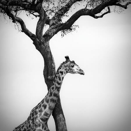 Stunning Examples of Black and White Photography