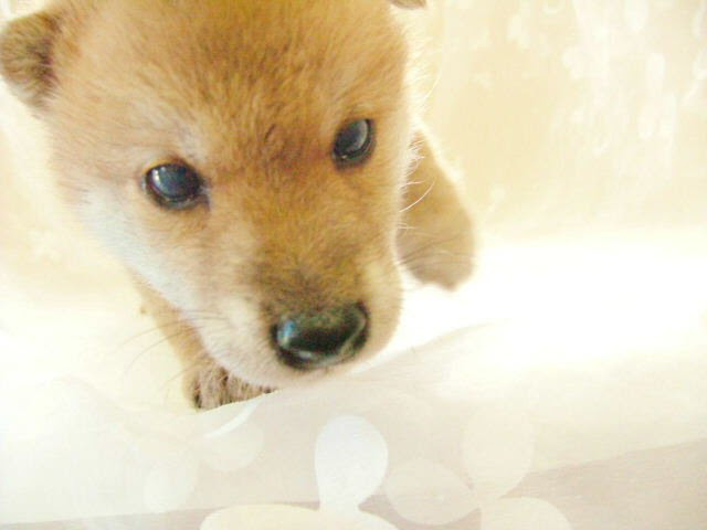 無料写真素材 ペット画像 子犬画像 フリー素材