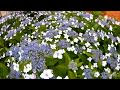 甘茶 アジサイ 178991-甘茶 紫陽花