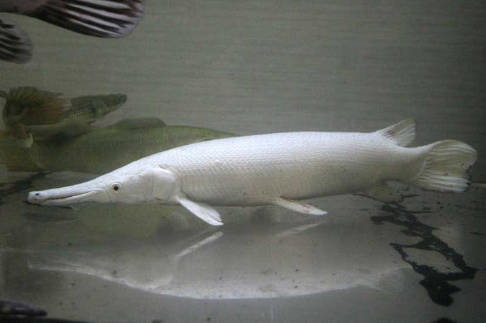 Bigin ワールドフィッシュ ビッグイン