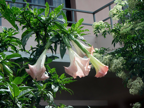 Brugmansia 'Frosty Pink