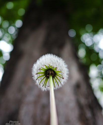 Happy Bokeh Friday 11.05.2012 - Fuji X-Pro 1