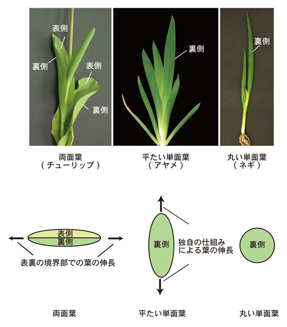 基礎生物学研究所プレスリリース