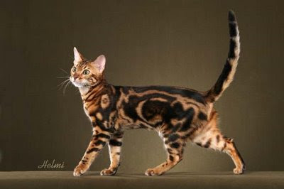 Bengal cats for sale – Bengal cat photo ©Helmi Flick
