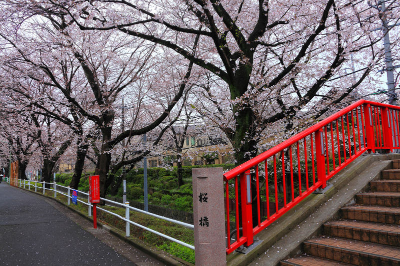 福山雅治さんが歌う 桜坂 の舞台は大田区田園調布にあり 東京都 トラベルjp 旅行ガイド