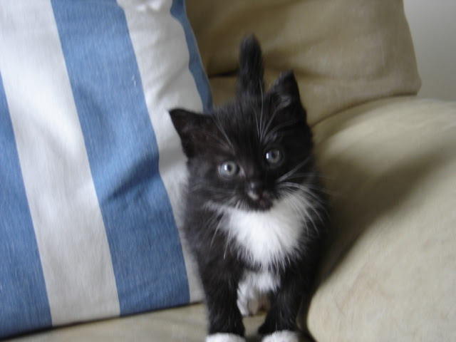 Chat Noir Poil Long Donner Chat Noir Poil Long Donner