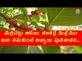 మర్రిచెట్టు ఆకులు,  జీలకర్ర మిశ్రమం ఇలా తీసుకుంటే  అబ్బాయి పుడతాడట  |  Banyan Tree Leaves and Cumin Seed Powder | Health Benefits