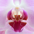 Orchid Pics