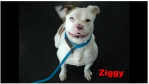 ziggy