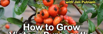 Growing Pyracantha From Berries Free Download Audio Mp3 and Mp4