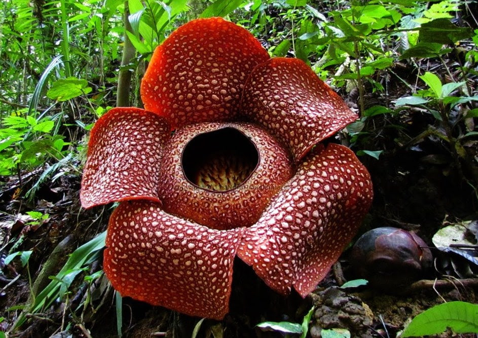 10 Fauna dan Flora Terlangka di Indonesia Flora dan Fauna 10 Fauna dan Flora Terlangka di Indonesia Flora dan Fauna