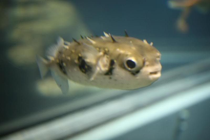 Back to the Osaka Aquarium again...this is my favourite little fish..isn't he cute!!