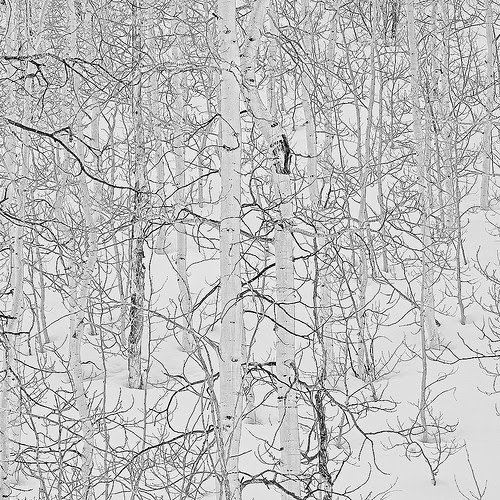 Aspen in winter and snow