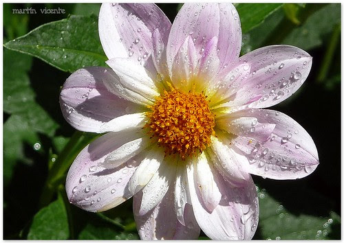 dalia