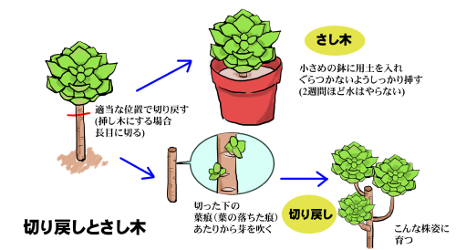 アエオニウムの育て方 ヤサシイエンゲイ