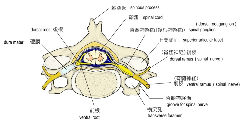 Visual Anatomy 視覚解剖学