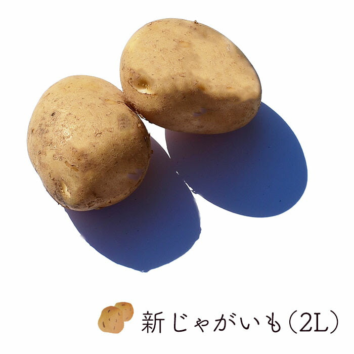 Max500円クーポンあり マラソン 箱売り 新じゃが芋 バラ売り 長崎産他 業務用 バラ売り 大玉 2ｌ 10kg ジャガイモ じゃがいも お取り寄せ 箱売り じゃが芋 新じゃが 新鮮野菜 野菜 国産 新鮮野菜 上越フルーツ