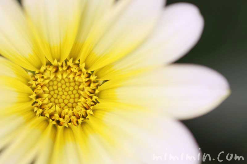 ガザニアの花の写真 花言葉 名前の由来 誕生花 みみみんブログ