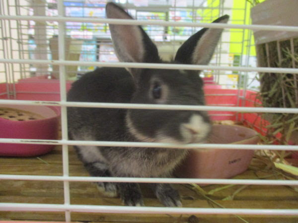 うさぎ W ペットショップ ポチたま