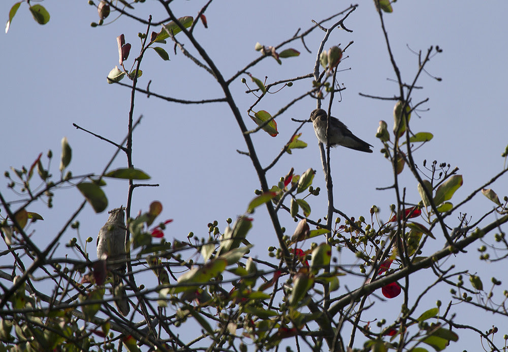 Mocker vs Rough Winged Swallow