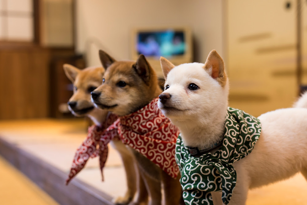 猫カフェ ふれあいフクロウ園 フクロウの森とヒョウ猫の森