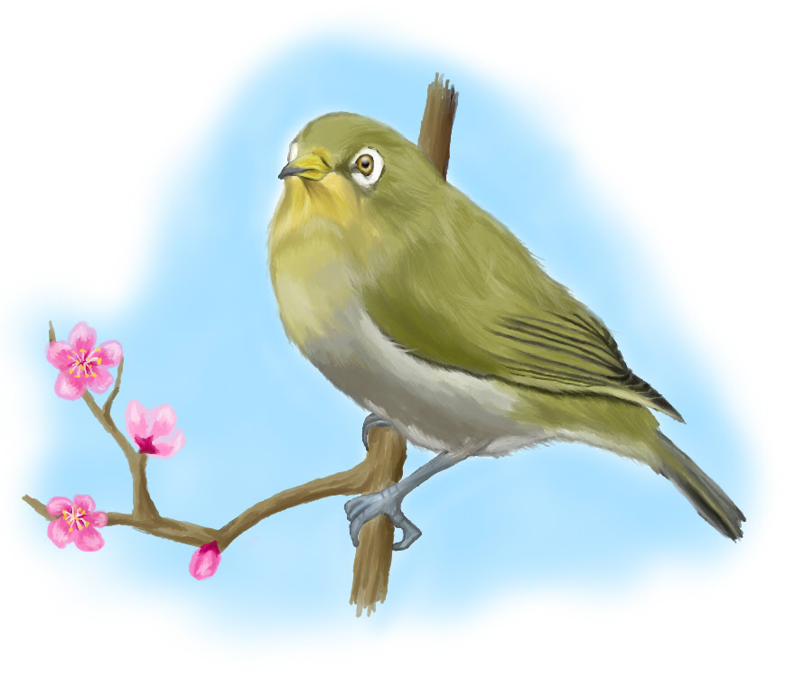 うぐいす色って本当はメジロ色なの 鳴き声の美声はオスだけ Jun Smile J