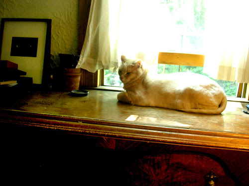 Fergus having a late afternoon nap...