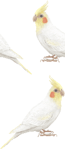 スマホ用ページ オカメインコの壁紙 条件付フリー素材集