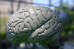 Brain