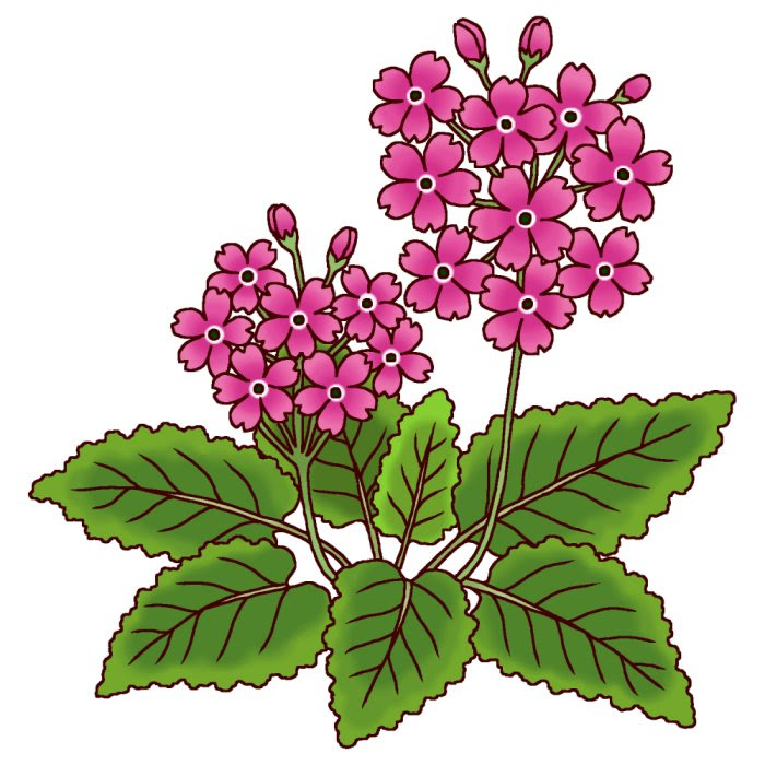 サクラソウ 桜草1 4 春の花 花イラスト お花と季節のお礼状