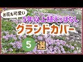 植え っ ぱなし 花 332958-花���蒲 植え っ ぱなし