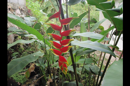 11+ Crab Claw Plant