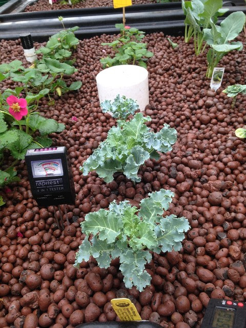 Aquaponics Fish &amp; Plants - Eclectic - other metro - by Structure ...