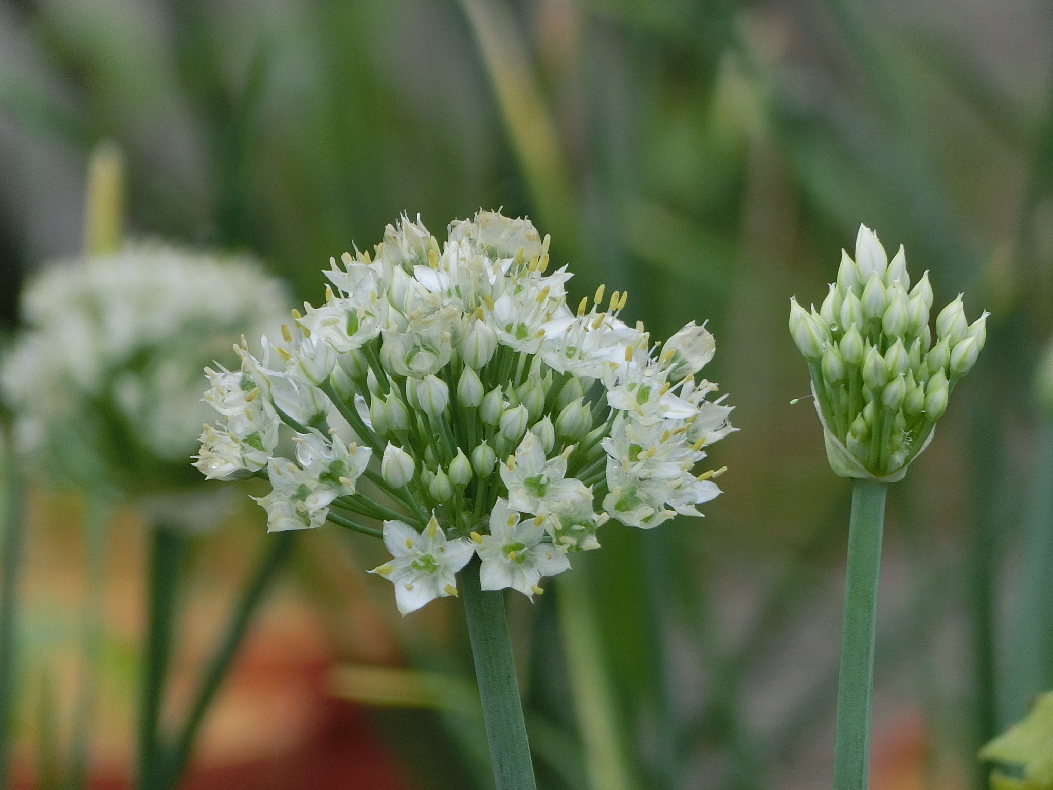 ブルーベリー安曇野 農園日記 ねぎにらの花 なかみどりの花