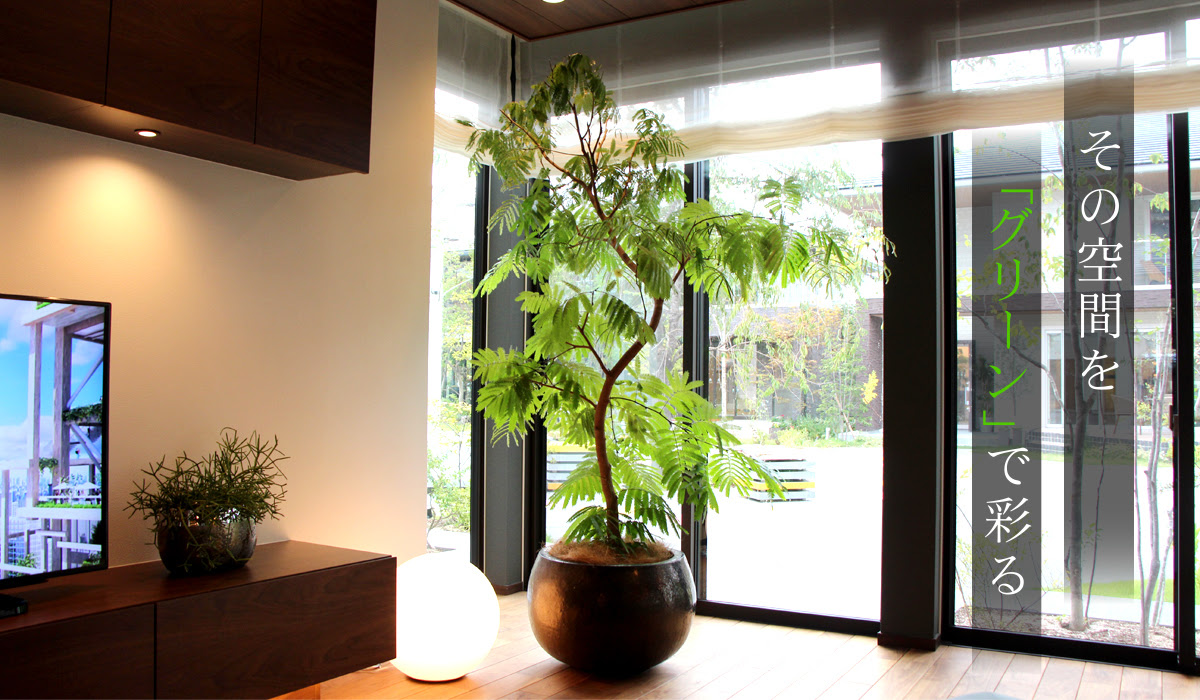 難波グリーン 観葉植物レンタル お祝い胡蝶蘭 岡山県倉敷市