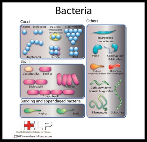bacteria infectious diseases pinterest microbiology