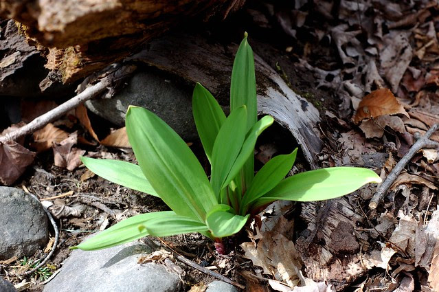 A clump of wild leeks growing near a streambed by Eve Fox, Garden of Eating blog, copyright 2011