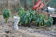 Brussels sprouts 047