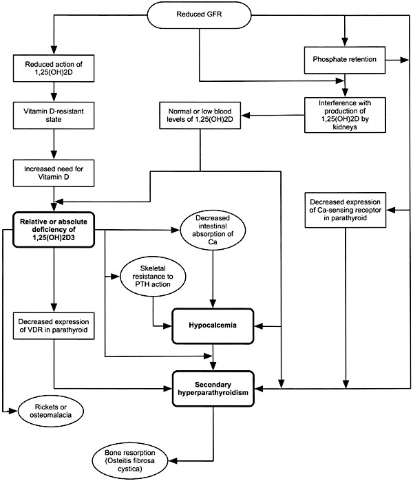Pathophysiology Of Hyperphosphatemia Phosphate Control In Chronic Kidney Disease