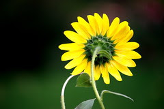 the remnants of summer