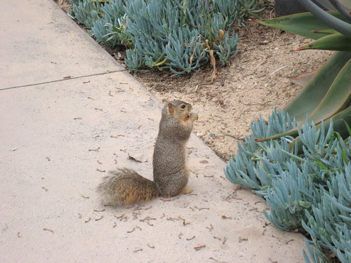 Nut-nibbling squirrel