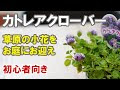 クローバー 冬越し 569678-クローバー 冬越し