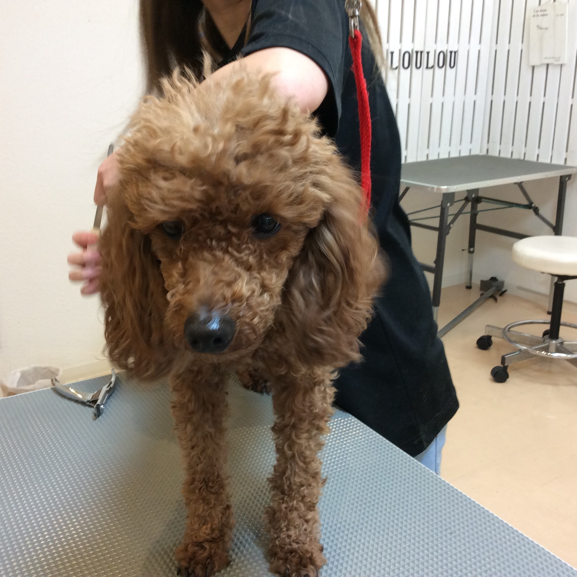 トイプードル アンジュちゃん トリミング 相模原市緑区東橋本 トリミングサロン Loulou