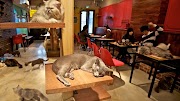 Top Konsep 43 Cat Cafe Mississauga
