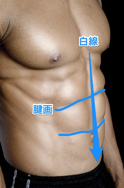 腹筋の画像 原寸画像検索