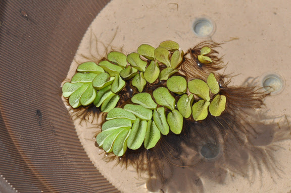水草 Petit Aqua プチアクア 神畑養魚株式会社