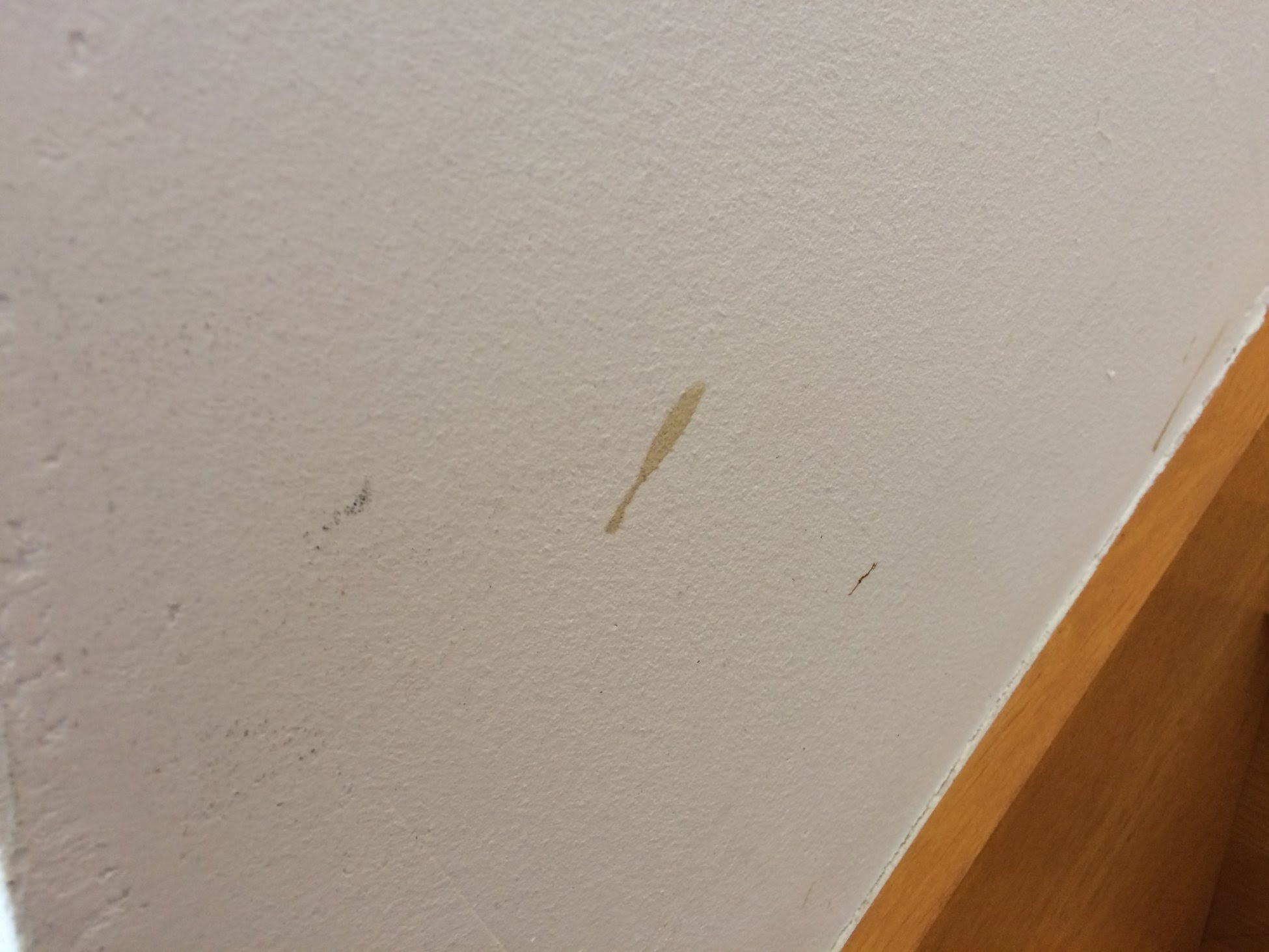 漆喰壁にコーヒー をこぼした場合の４つの対処法